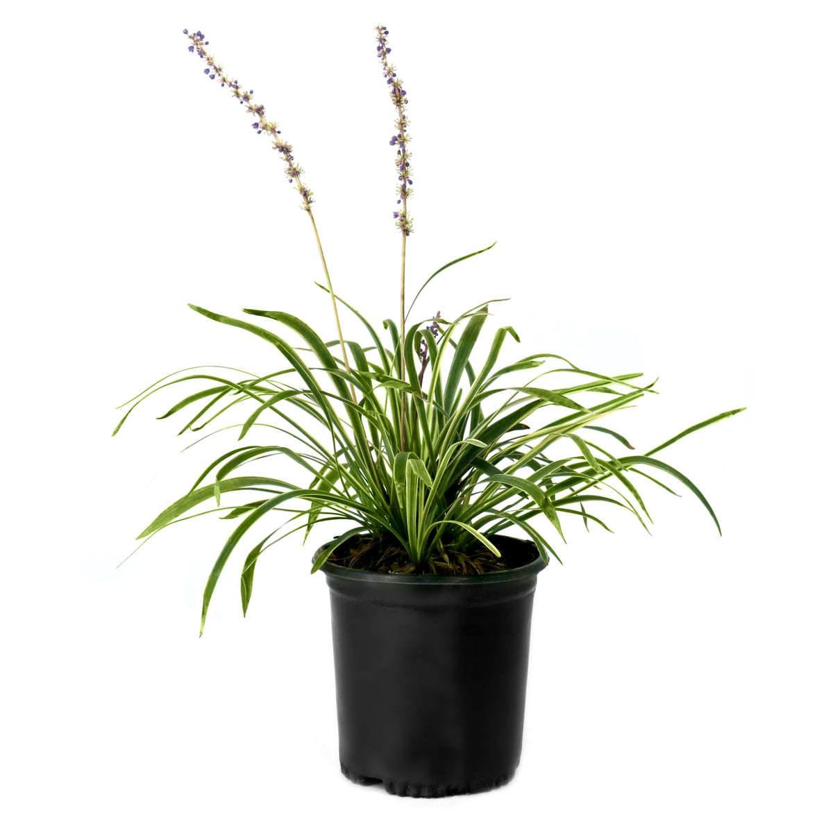 Liriope Silver Dragon - 1 Gallon Pot