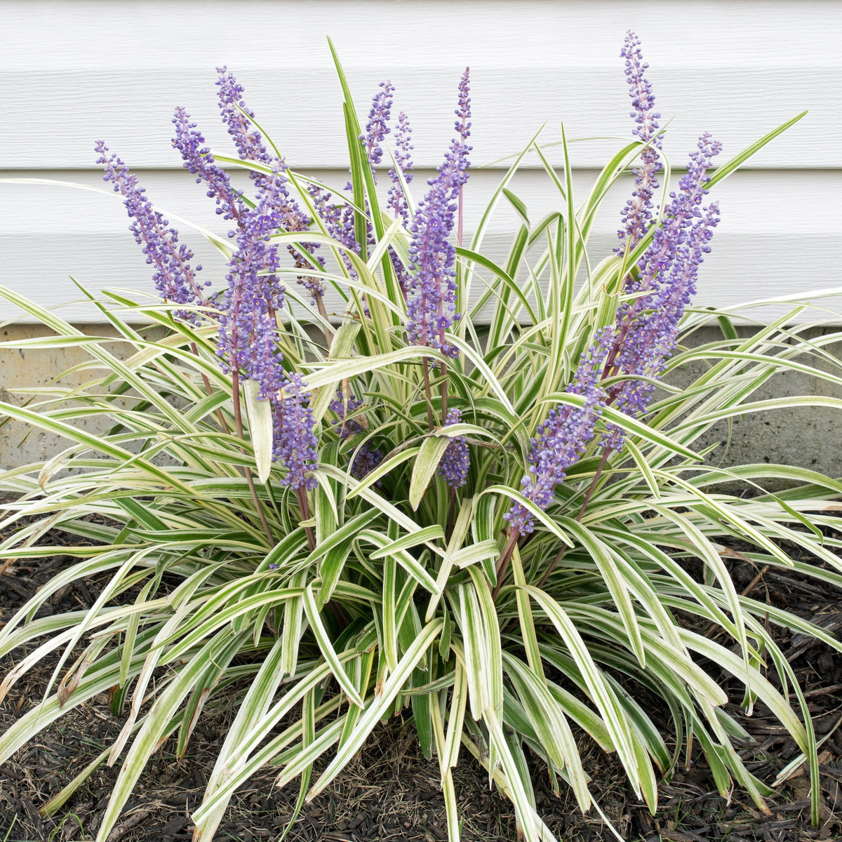 Variegated 'Aztec' Liriope - 4" Pot