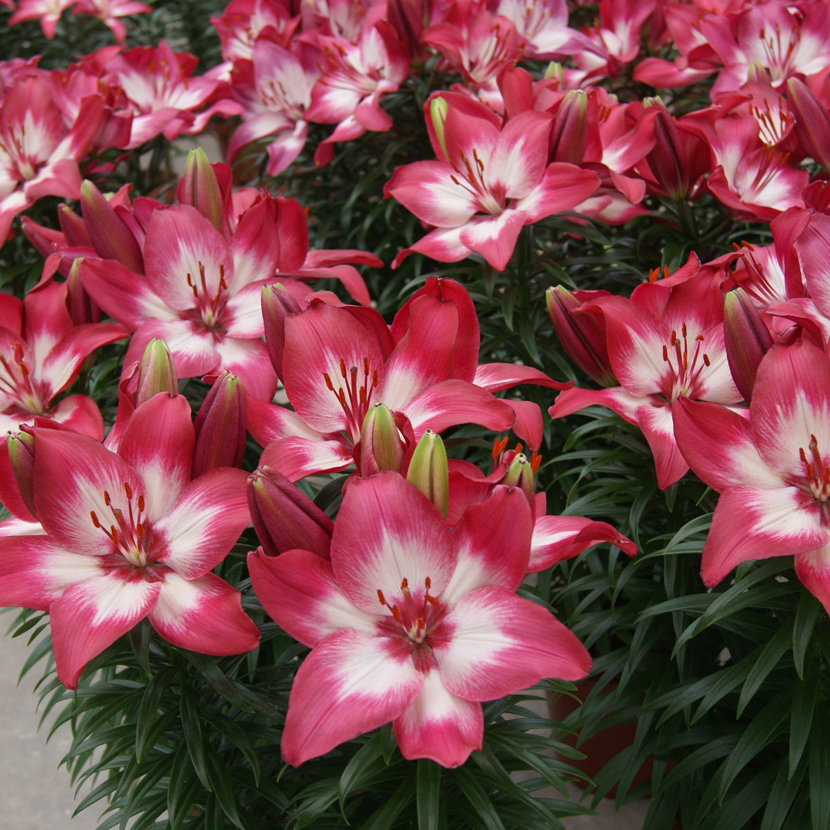 Lilium 'Tiny Diamond' Lily – 6 Piece Bulb