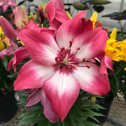 Lilium 'Tiny Diamond' Lily – 6 Piece Bulb