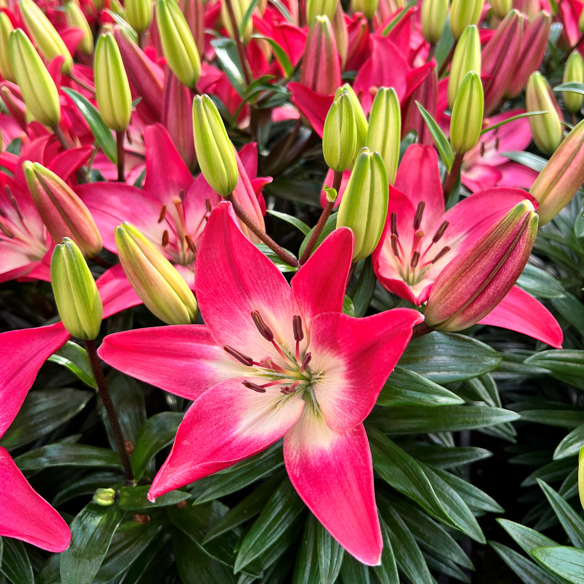 Lilium 'Tiny Diamond' Lily – 6 Piece Bulb