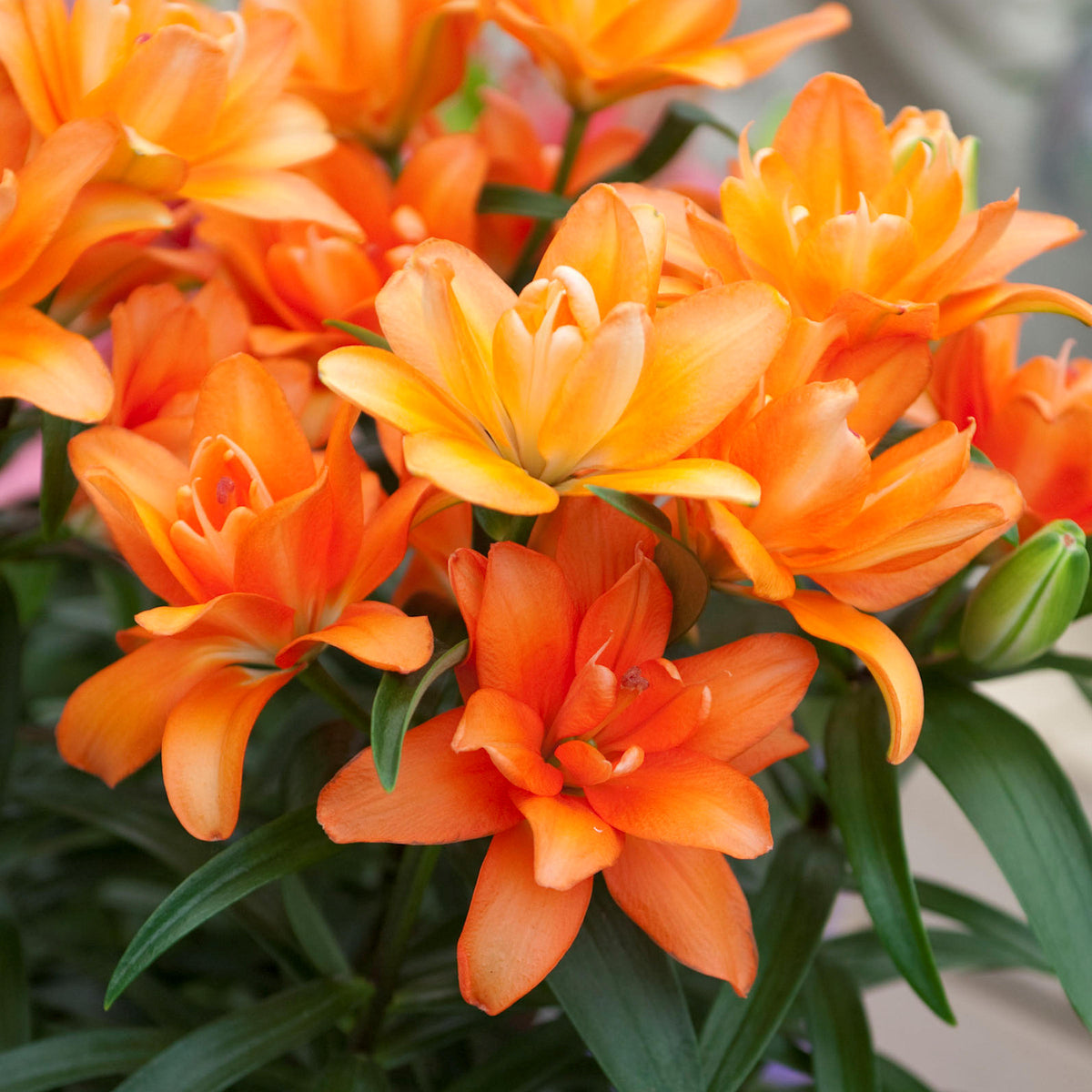 Lilium 'Tiny Double Dutch' Lily – 6 Piece Bulb