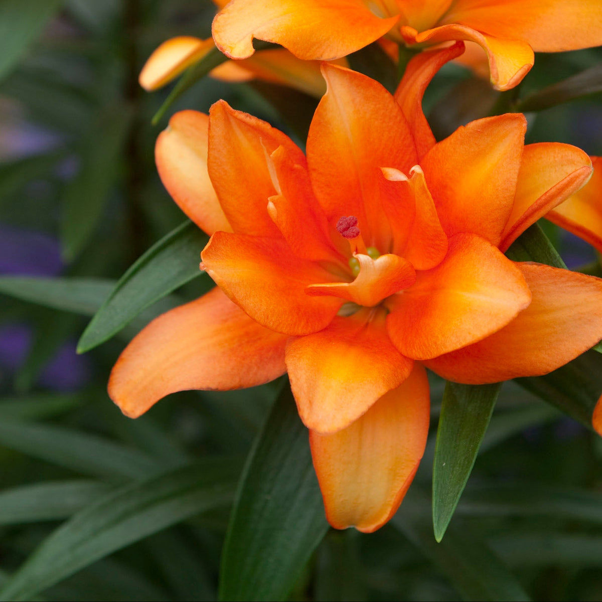 Lilium 'Tiny Double Dutch' Lily – 6 Piece Bulb