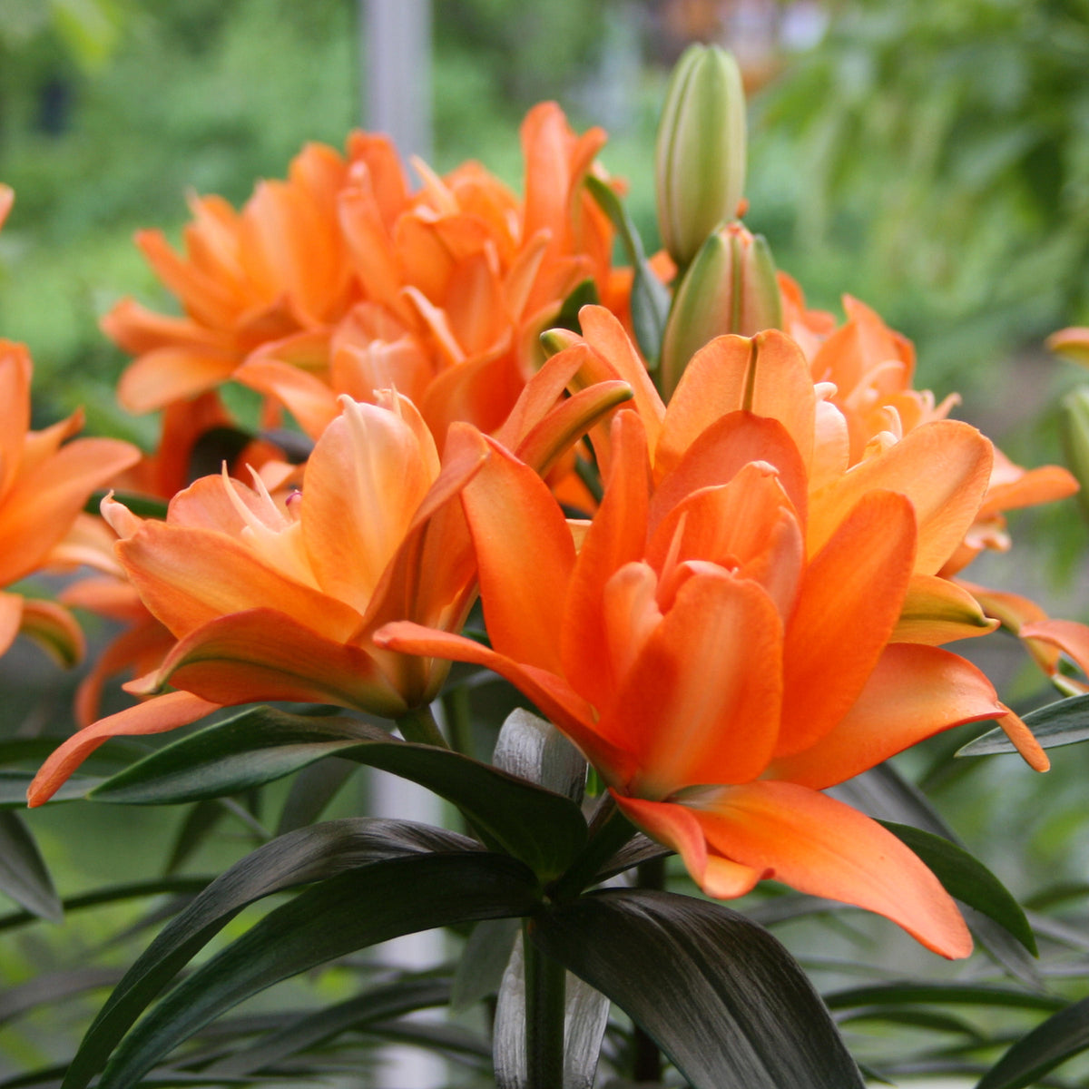 Lilium 'Tiny Double Dutch' Lily – 6 Piece Bulb