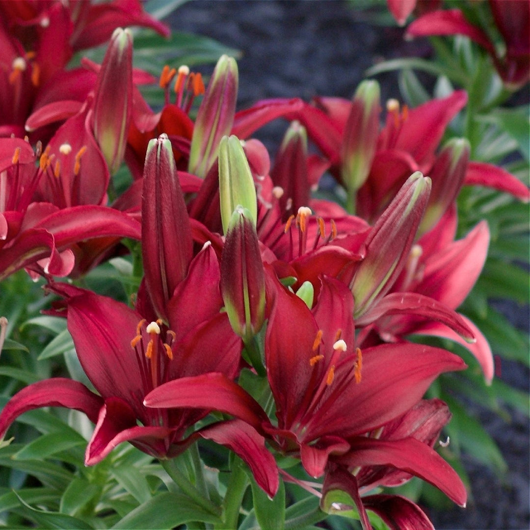 Lilium 'Tiny Ghost' Lily - 6 Piece Bulb