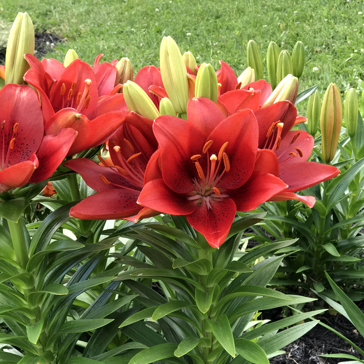 Lilium 'Tiny Ghost' Lily - 6 Piece Bulb