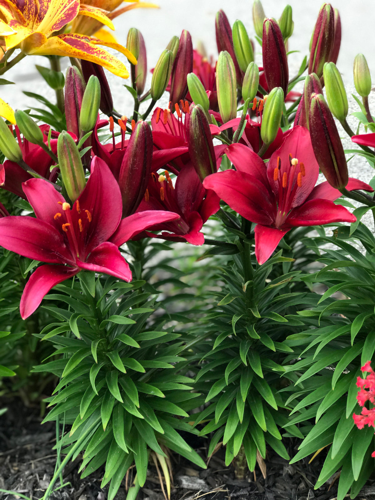 Lilium 'Tiny Ghost' Lily - 6 Piece Bulb