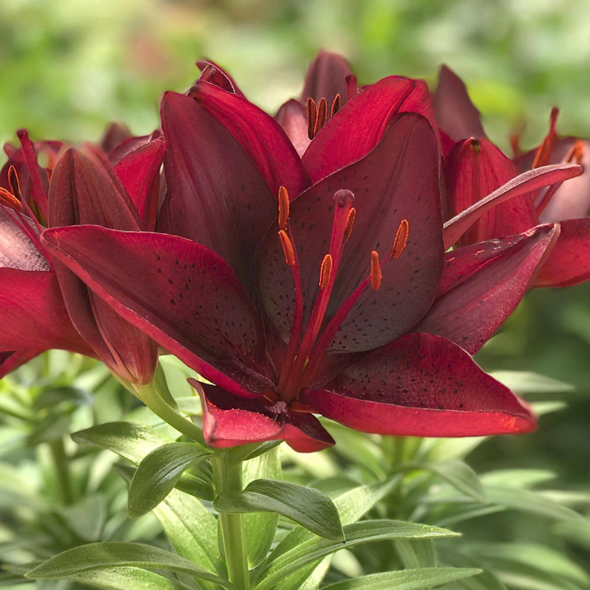 Lilium 'Tiny Ghost' Lily - 6 Piece Bulb