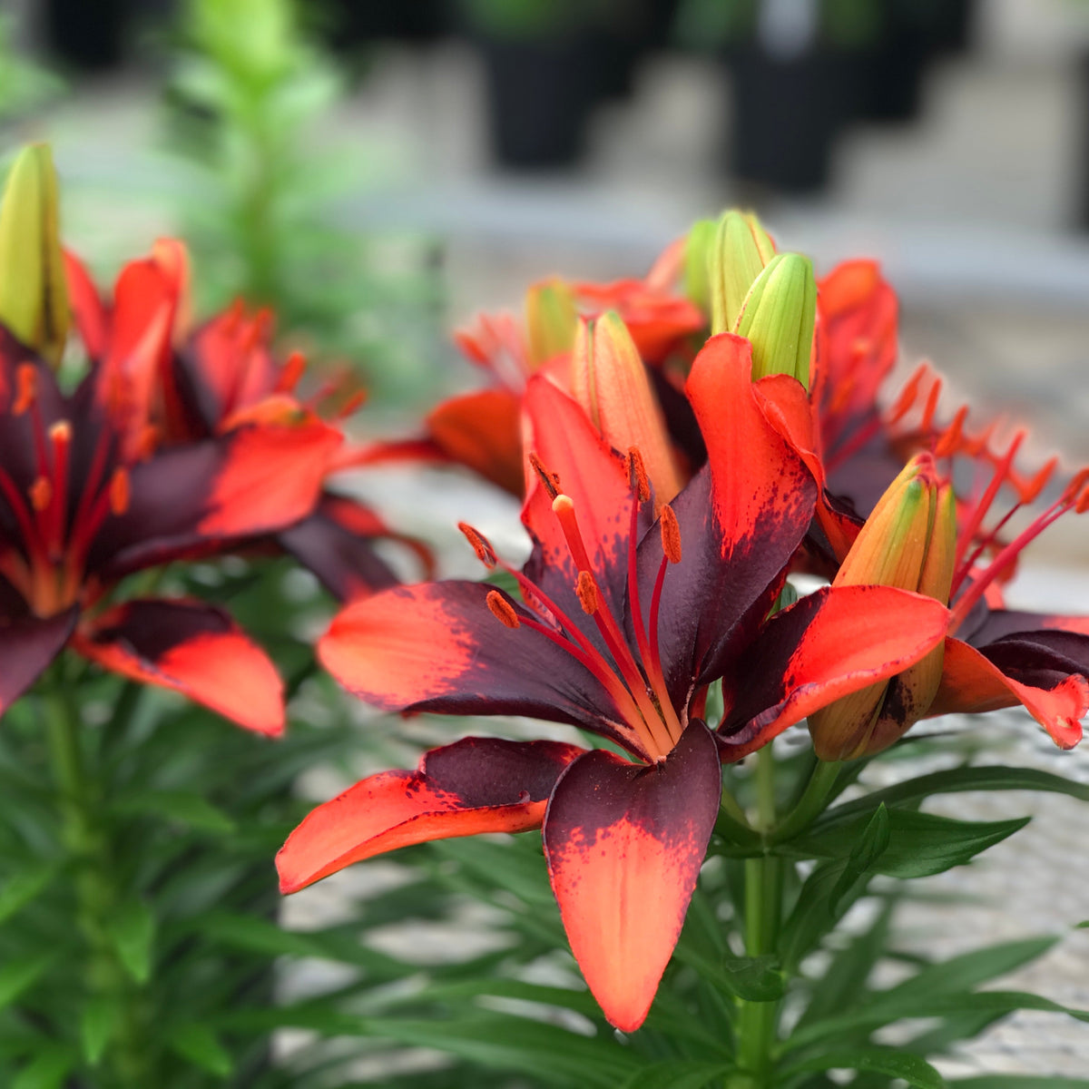 Lilium 'Tiny Ink' Lily – 6 Piece Bulb