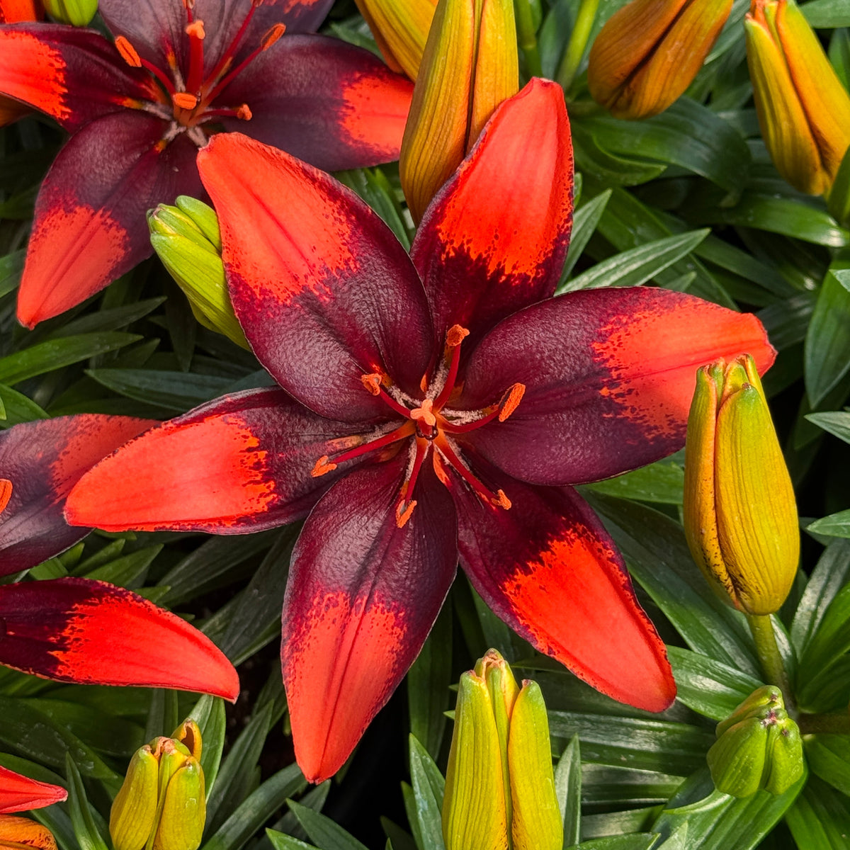 Lilium 'Tiny Ink' Lily – 6 Piece Bulb