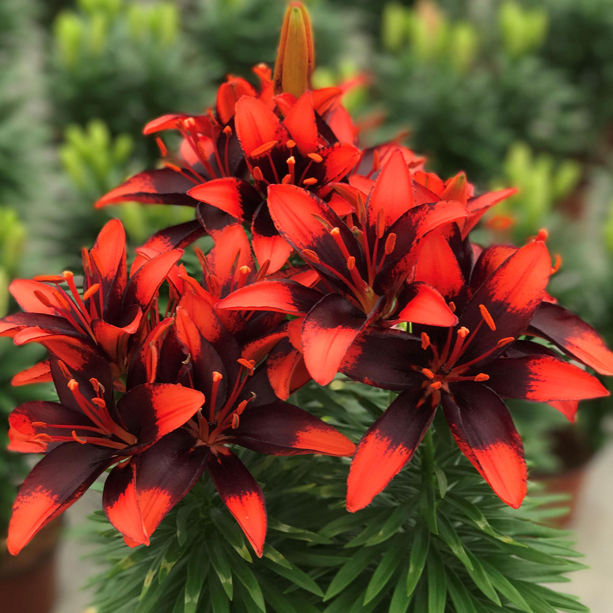 Lilium 'Tiny Ink' Lily – 6 Piece Bulb
