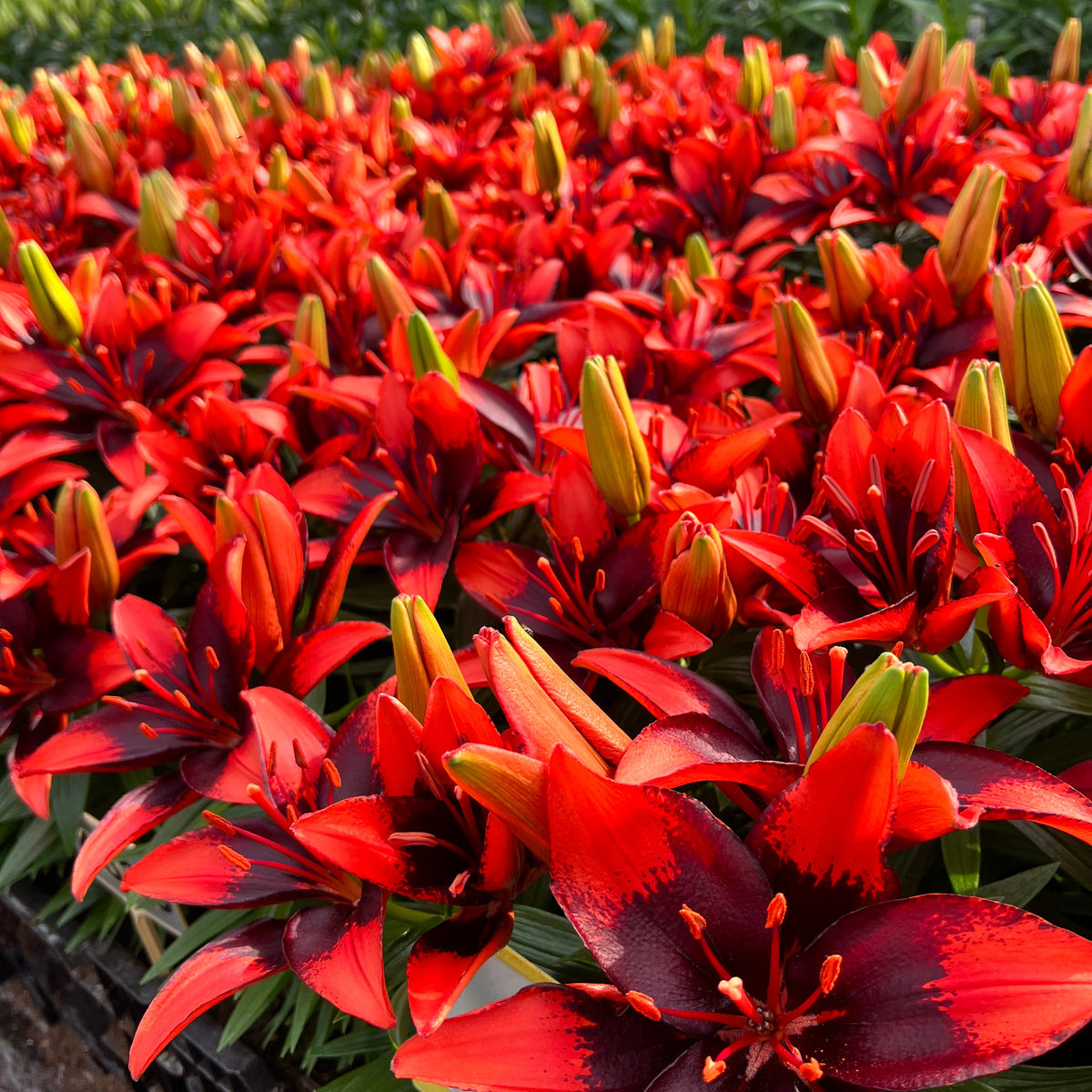Lilium 'Tiny Ink' Lily – 6 Piece Bulb