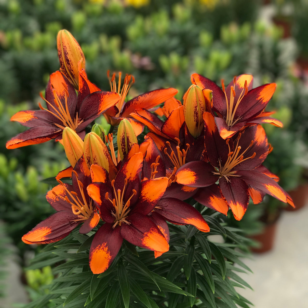 Lilium 'Tiny Lion' Lily – 6 Piece Bulb