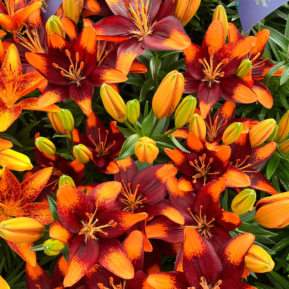 Lilium 'Tiny Lion' Lily – 6 Piece Bulb
