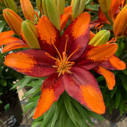 Lilium 'Tiny Lion' Lily – 6 Piece Bulb