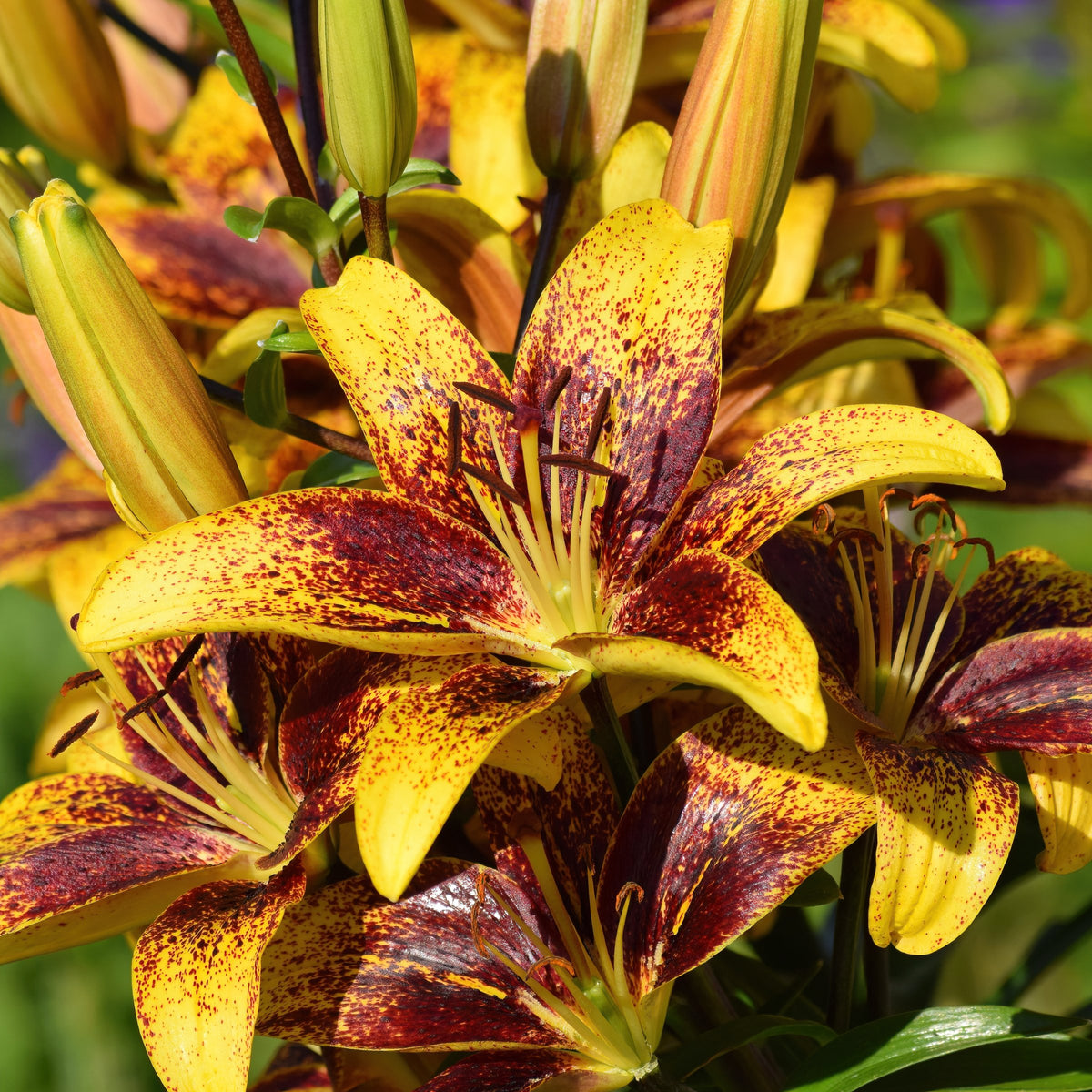 Lilium 'Tiny Nugget' Lily – 6 Piece Bulb