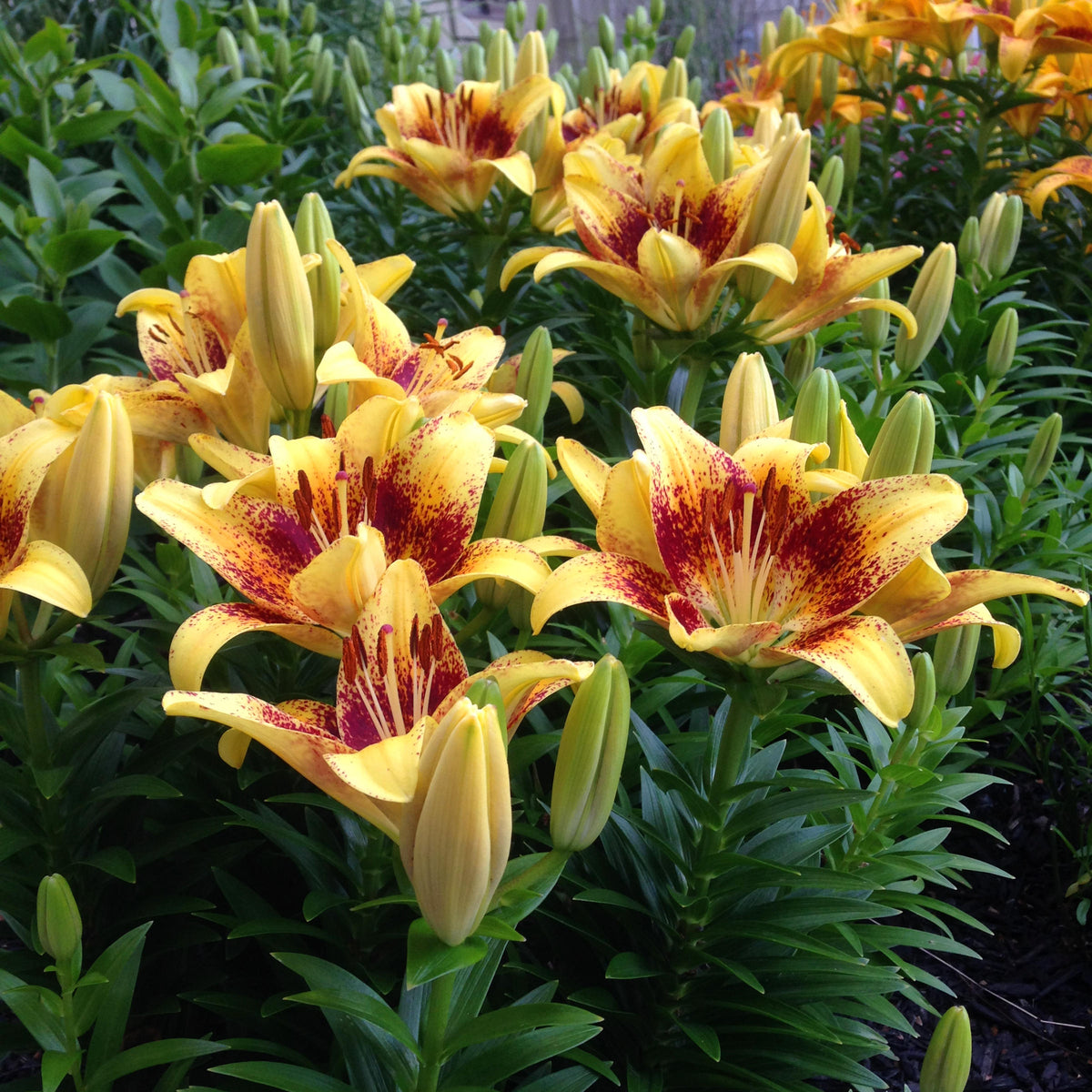 Lilium 'Tiny Nugget' Lily – 6 Piece Bulb