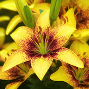 Lilium 'Tiny Nugget' Lily – 6 Piece Bulb