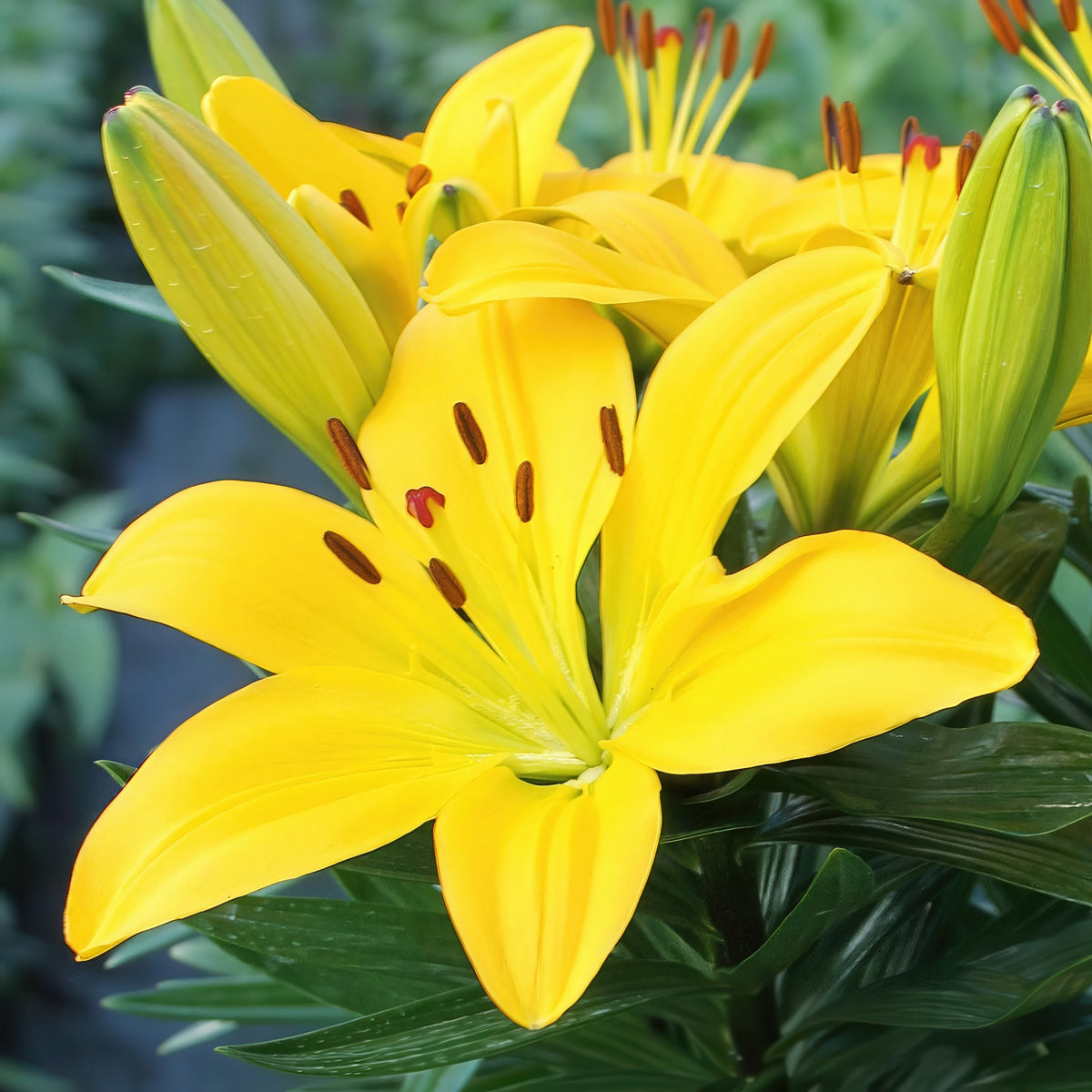 Lilium 'Tiny Ranger' Lily – 6 Piece Bulb