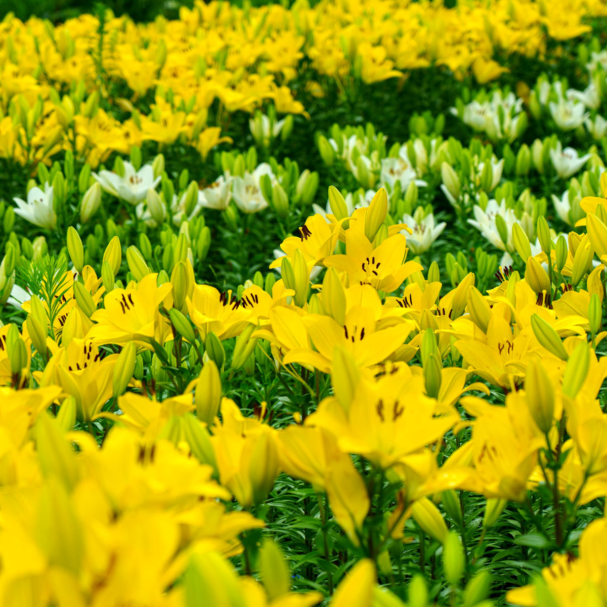 Lilium 'Tiny Ranger' Lily – 6 Piece Bulb