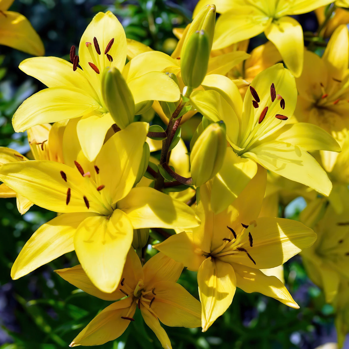 Lilium 'Tiny Ranger' Lily – 6 Piece Bulb