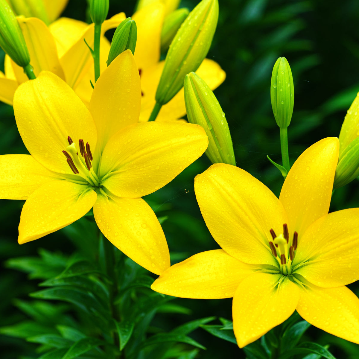 Lilium 'Tiny Ranger' Lily – 6 Piece Bulb