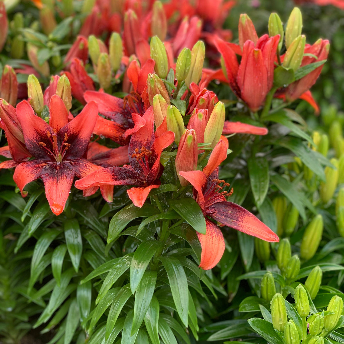 Lilium 'Tiny Shadow' Lily – 6 Piece Bulb