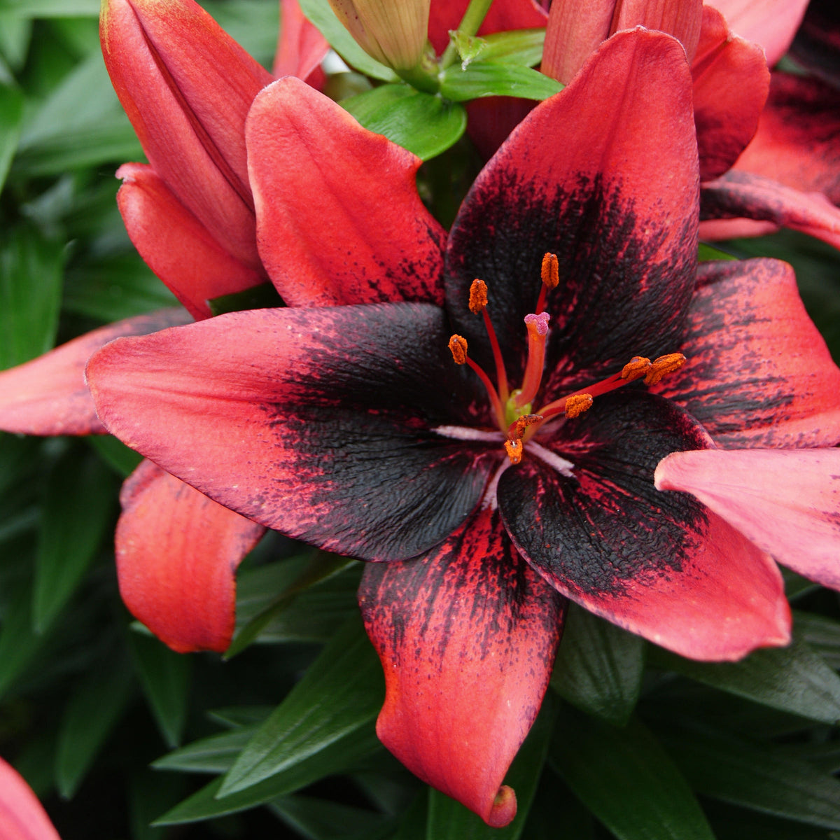 Lilium 'Tiny Shadow' Lily – 6 Piece Bulb