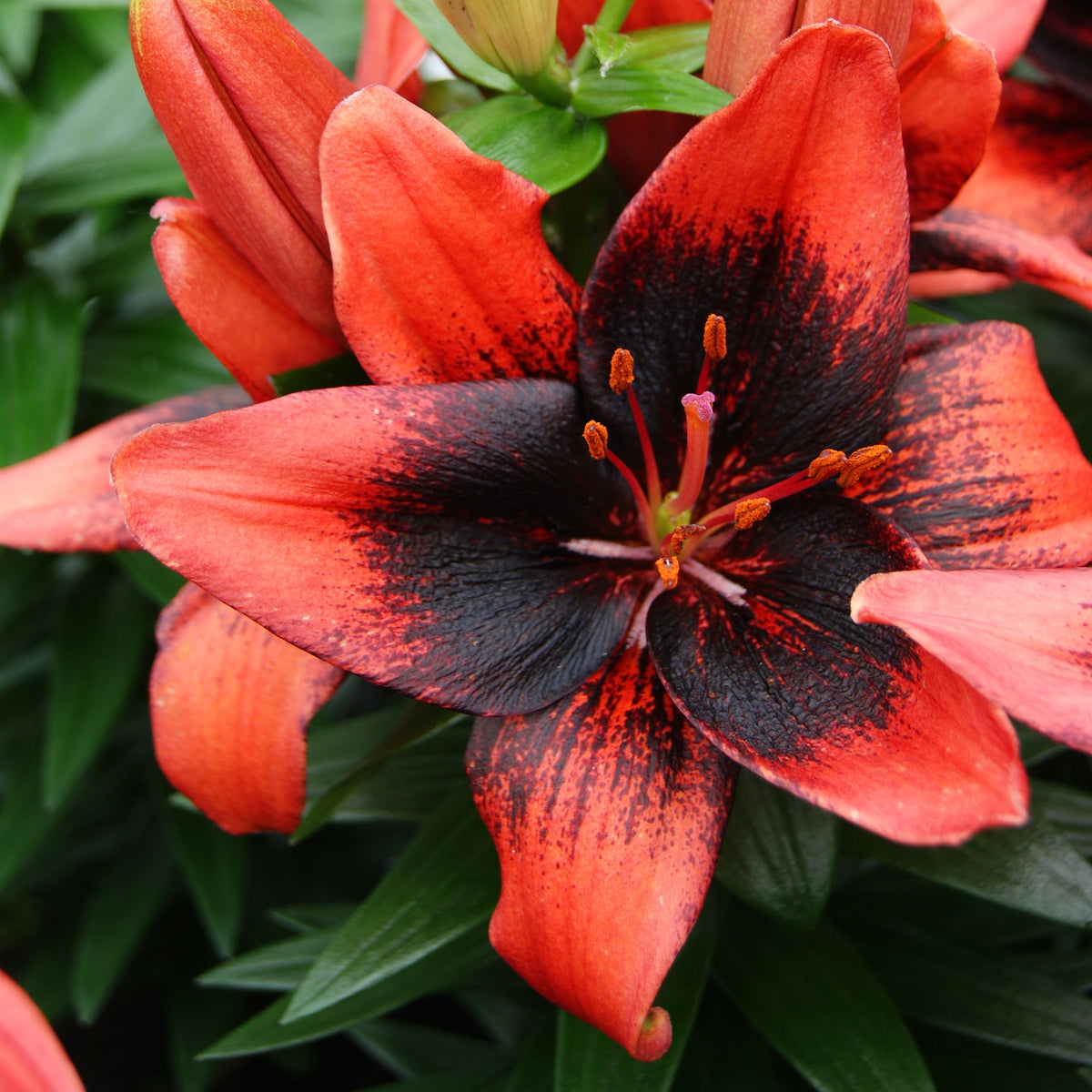 Lily Variety Garden - 60 Mixed Bulbs