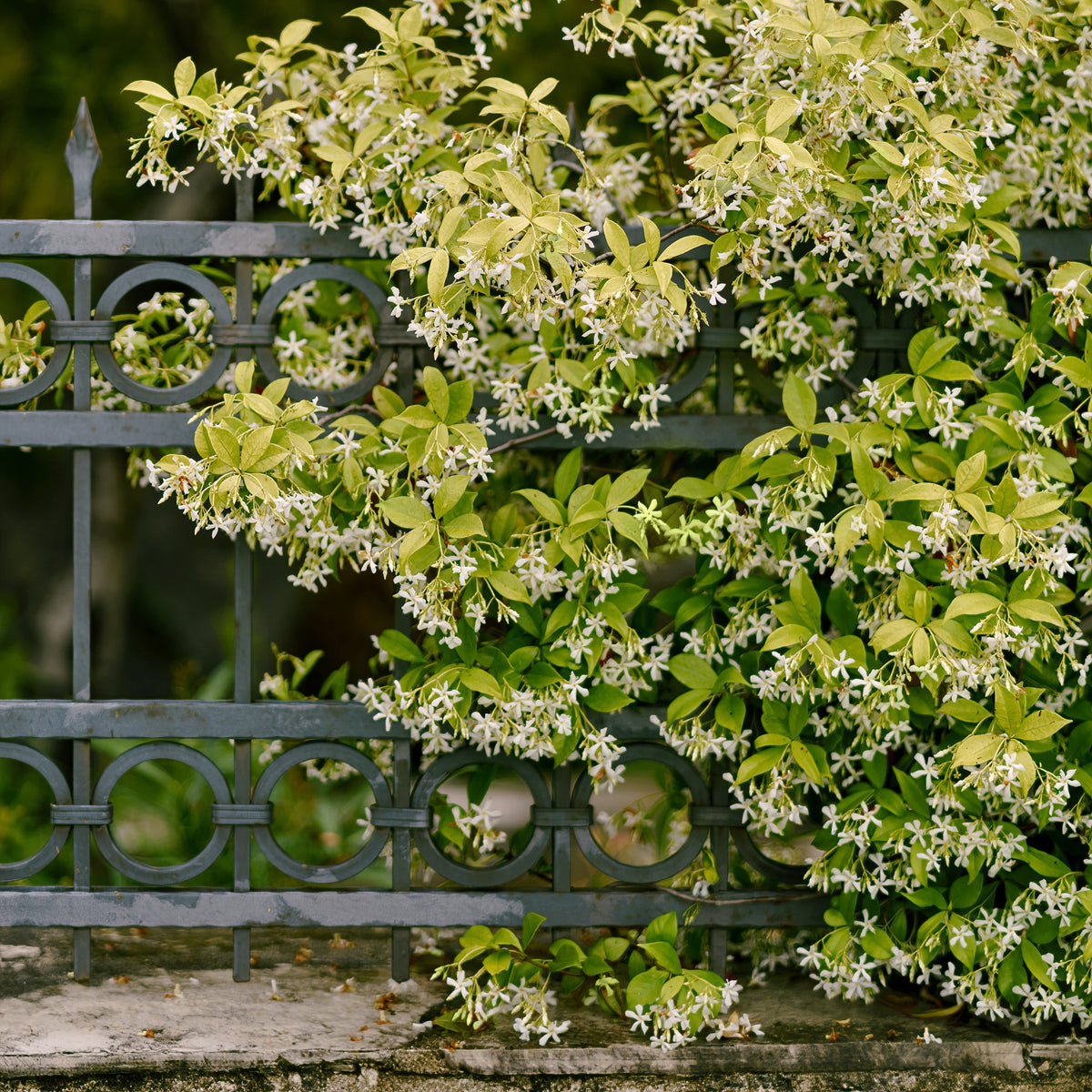 Star Jasmine - 1 Gallon Pot