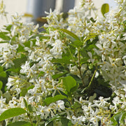 Star Jasmine - 1 Gallon Pot