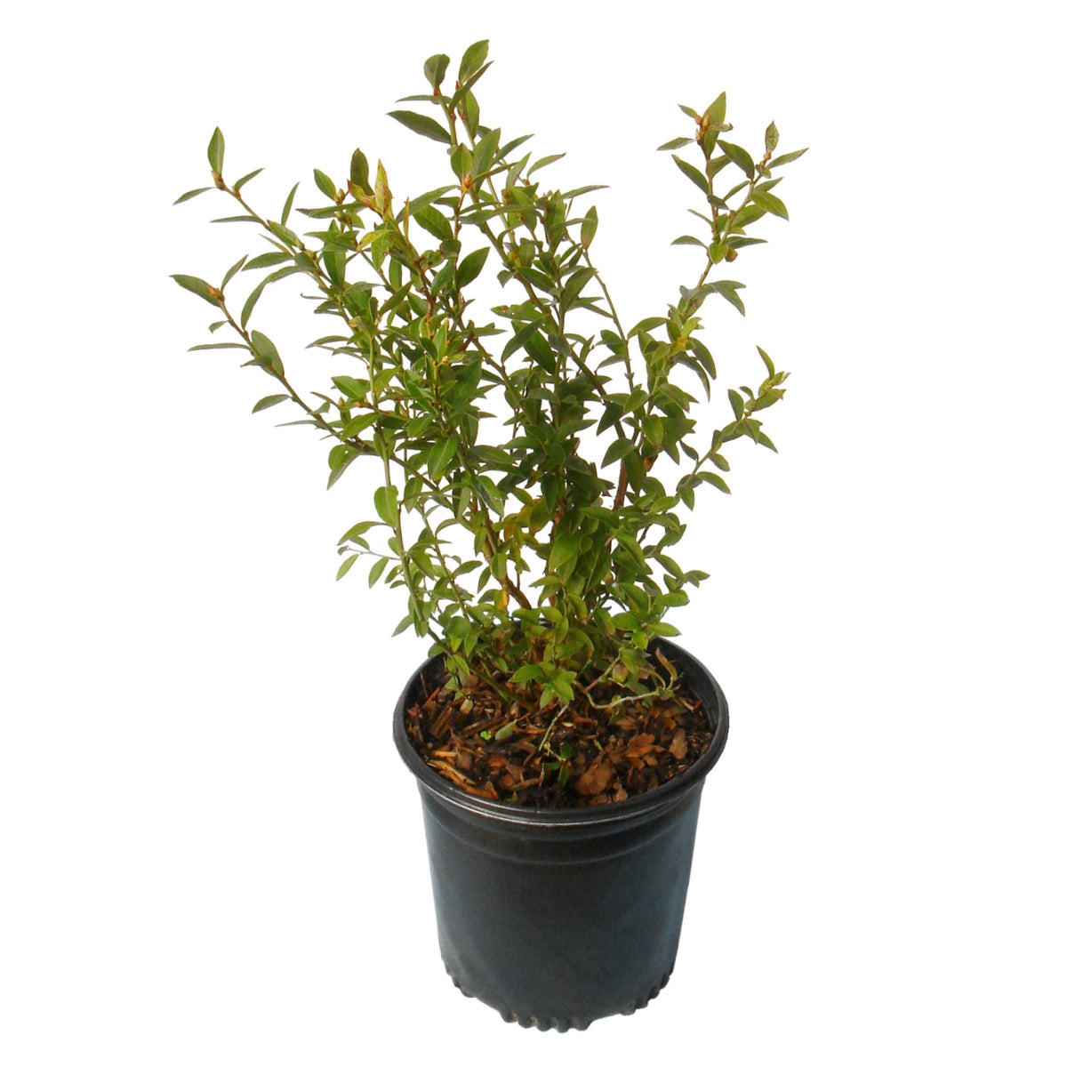 Vaccinium, Blueberry 'Duke' - 1 Gallon Pot