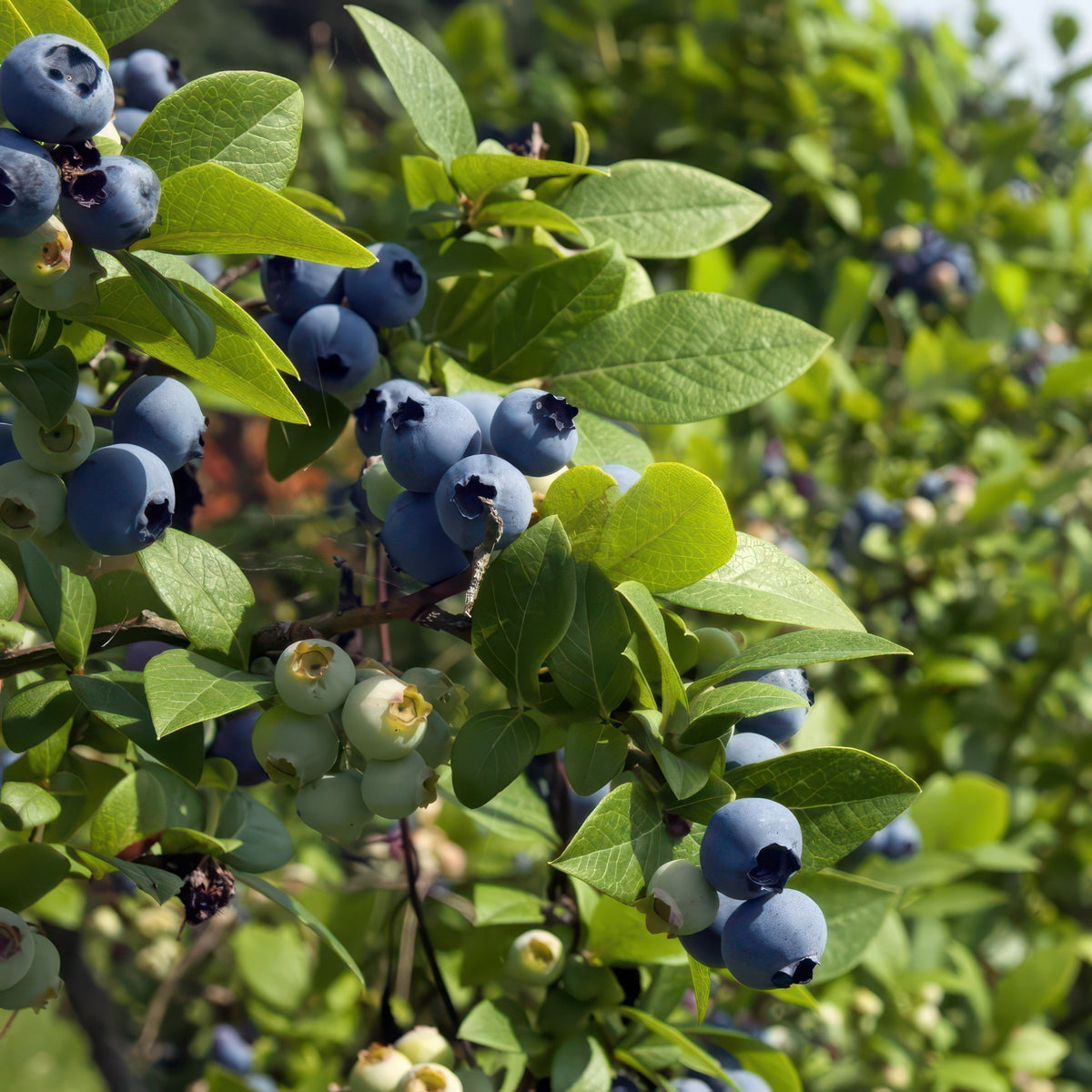 Vaccinium, Blueberry 'Duke' - 1 Gallon Pot