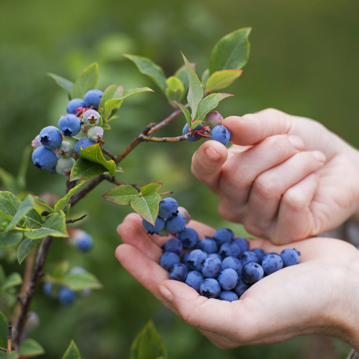 Vaccinium, Blueberry 'Duke' - 1 Gallon Pot