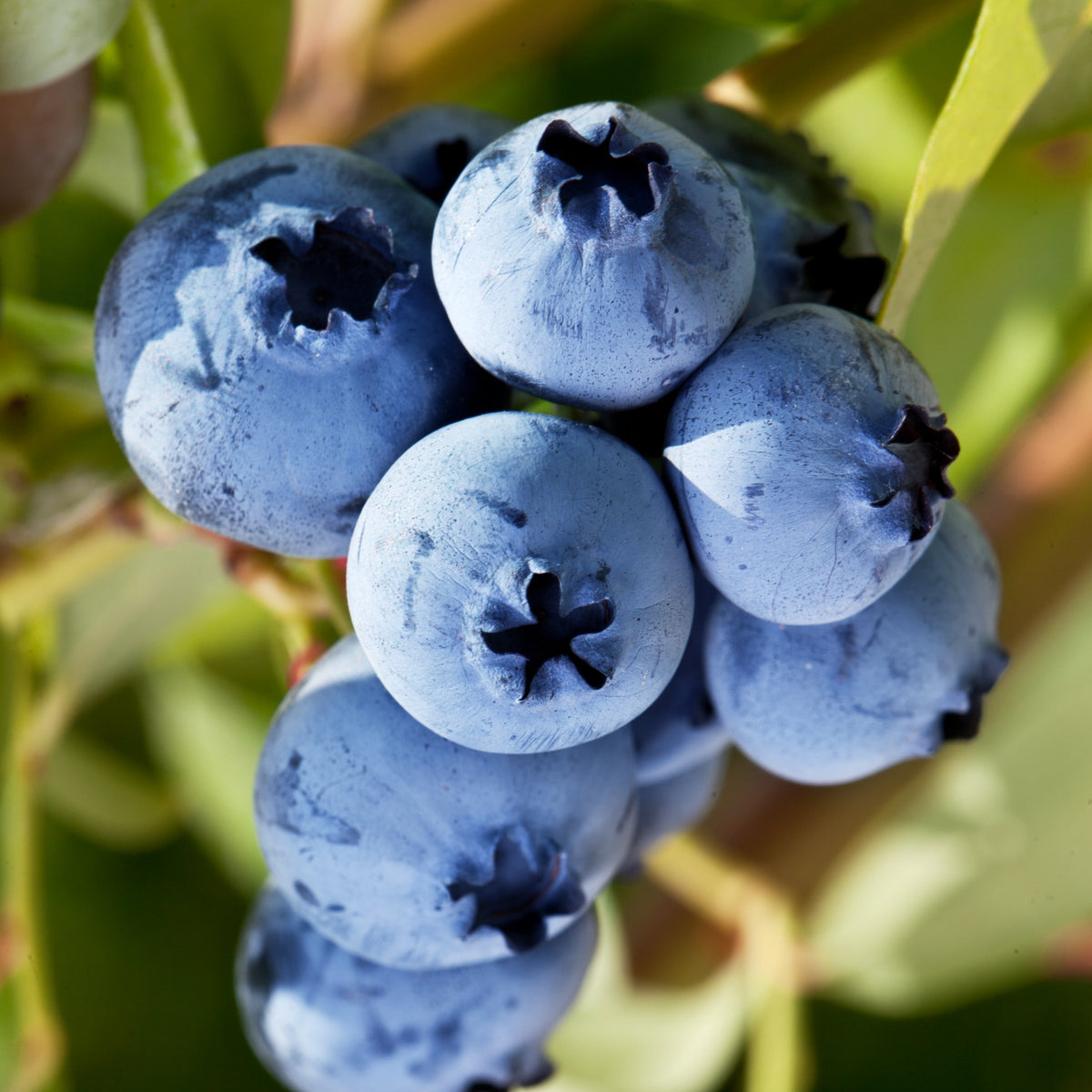 Vaccinium, Blueberry 'Duke' - 1 Gallon Pot