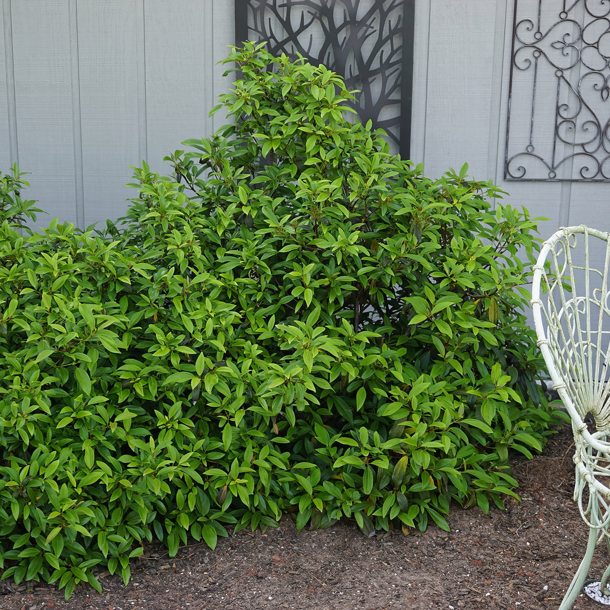 Viburnum Moonlit Lace - 2 Gallon Pot