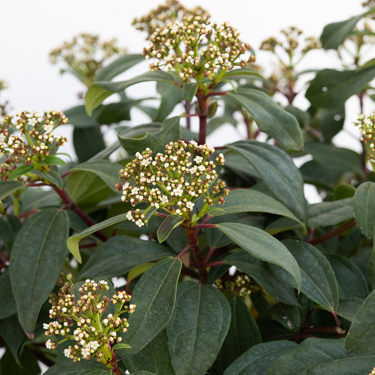 Viburnum Moonlit Lace - 2 Gallon Pot