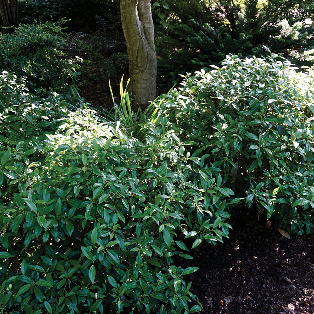 Viburnum Moonlit Lace - 3 Gallon Pot