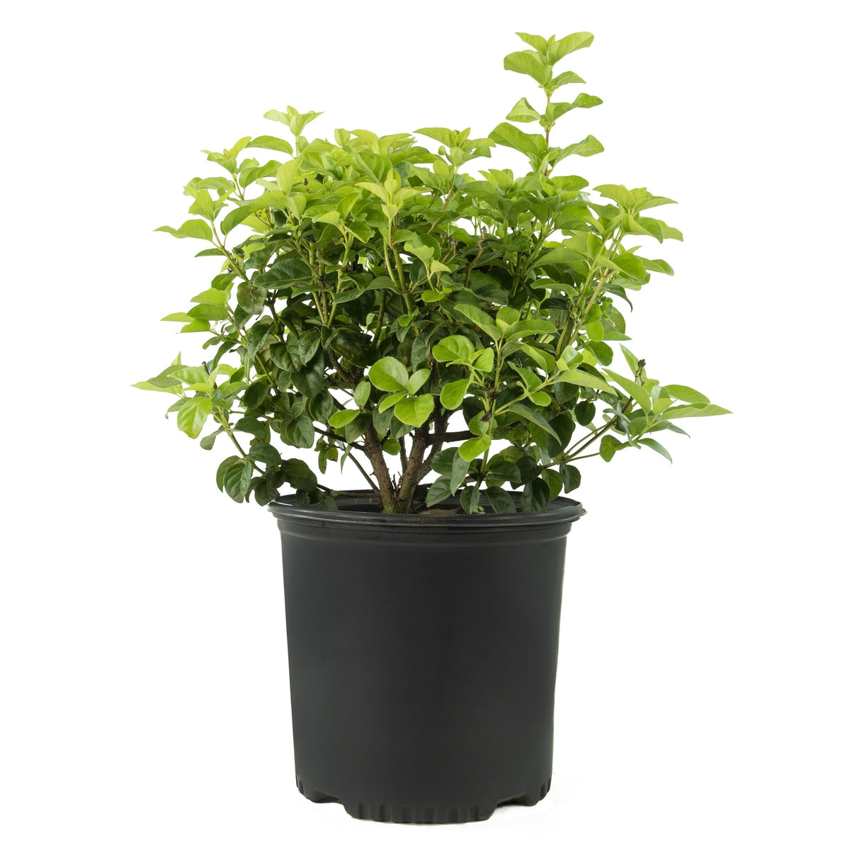 Viburnum Moonlit Lace - 2 Gallon Pot