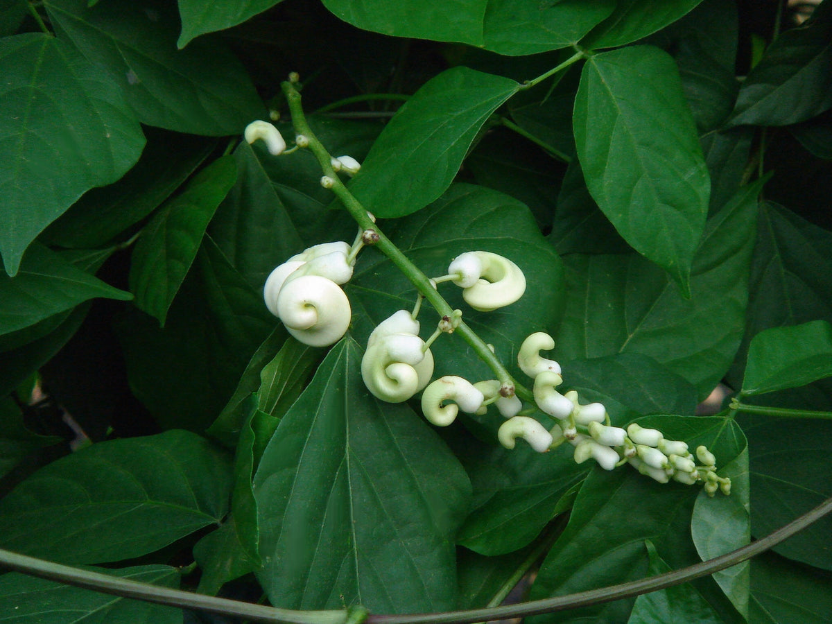 Vigna caracalla, Corkscrew Vine - 2 Gallon