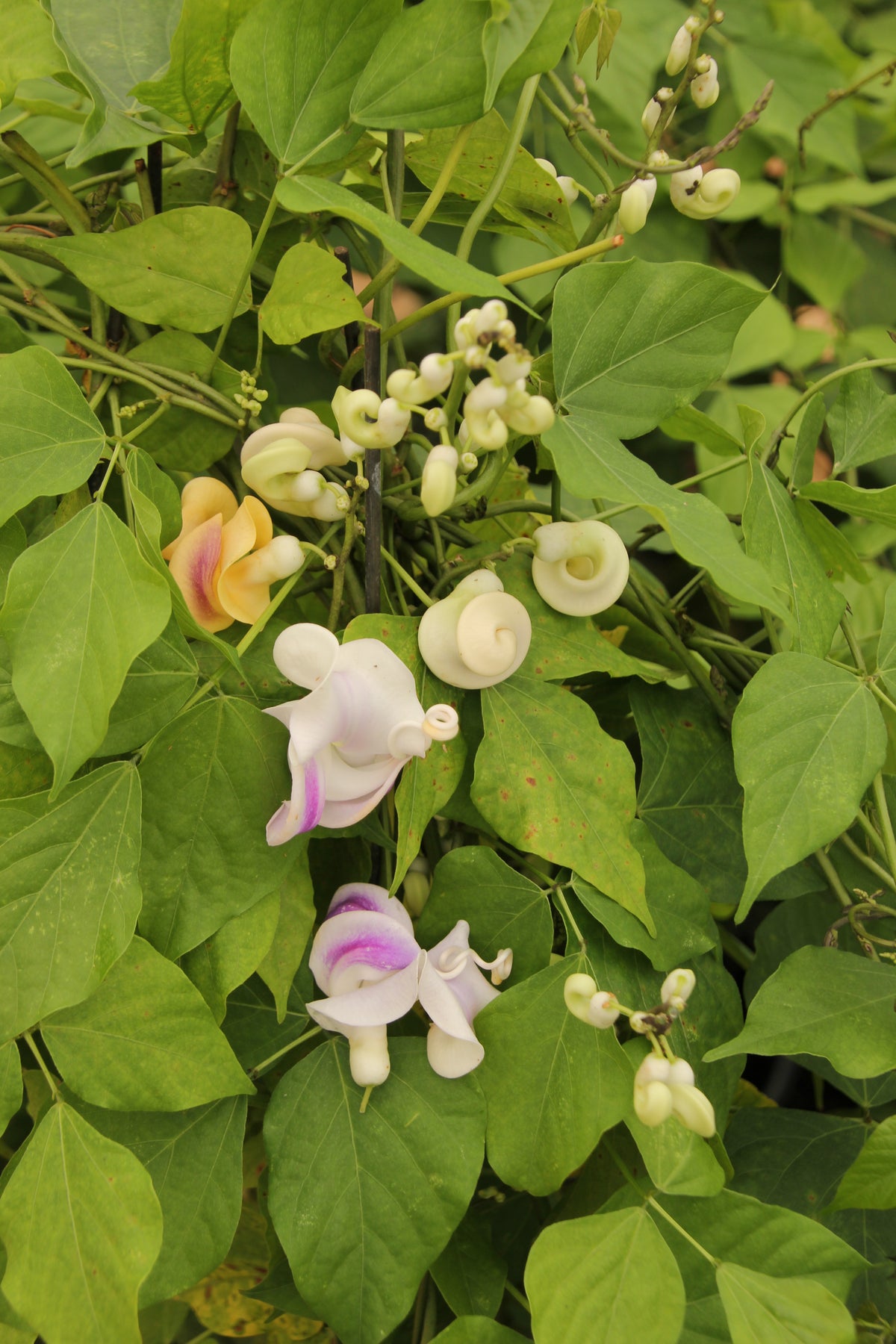 Vigna caracalla, Corkscrew Vine - 2 Gallon