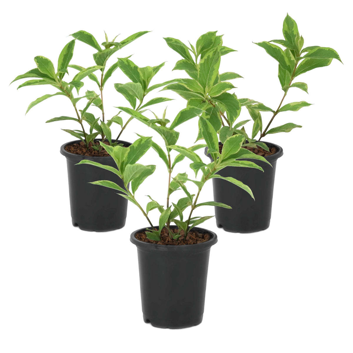 Weigela Variegated - 4" Pot