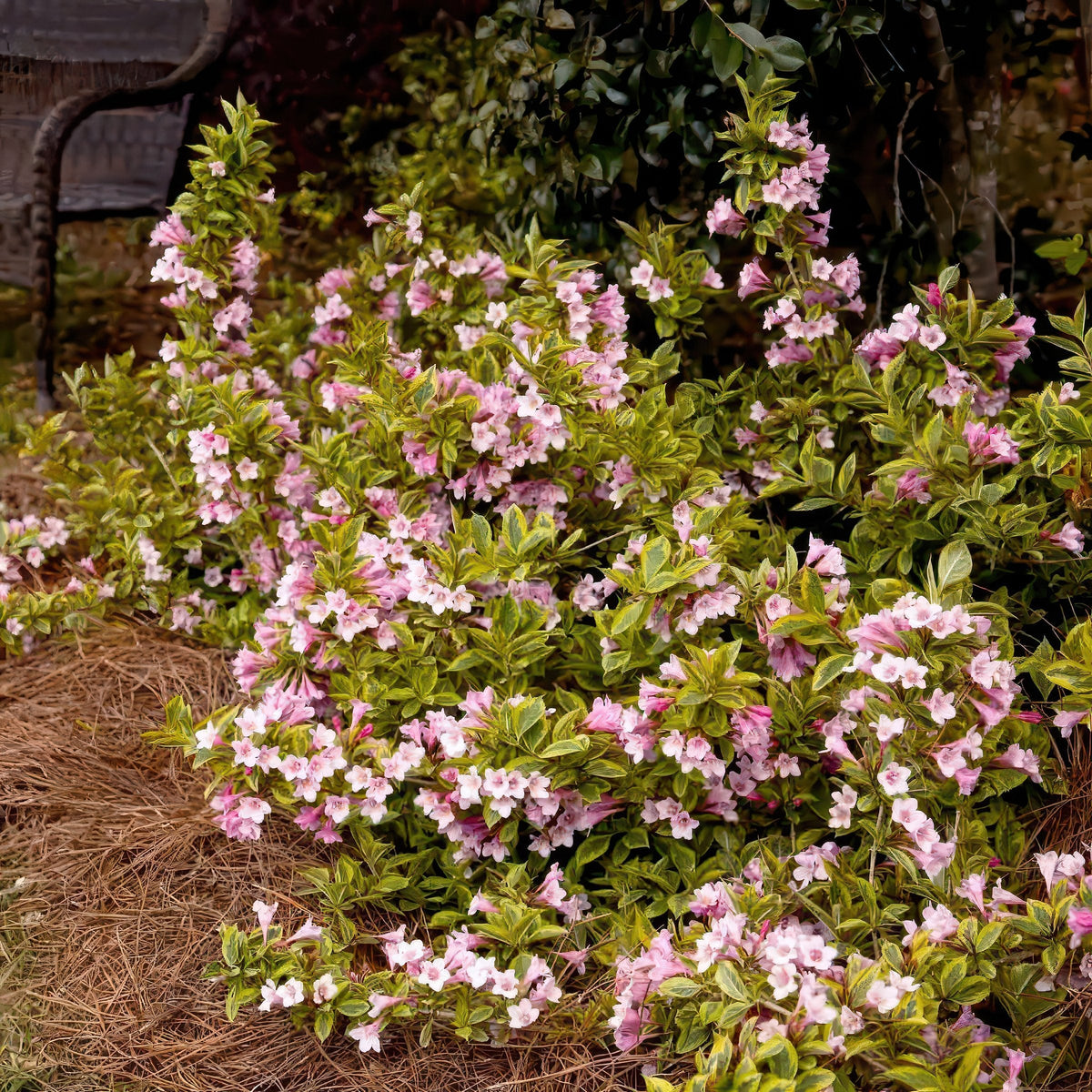 Weigela Variegated - 4" Pot