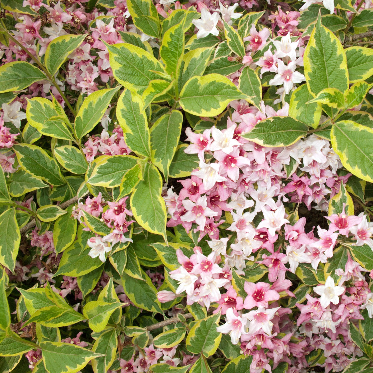 Weigela Variegated - 4" Pot