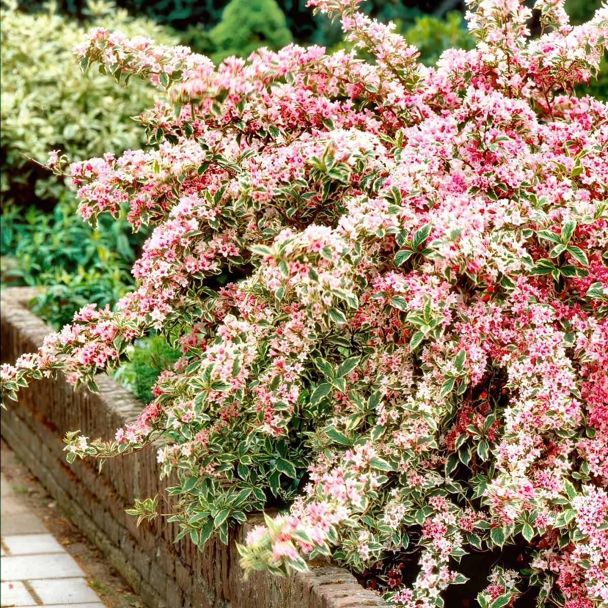 Weigela Variegated - 4" Pot