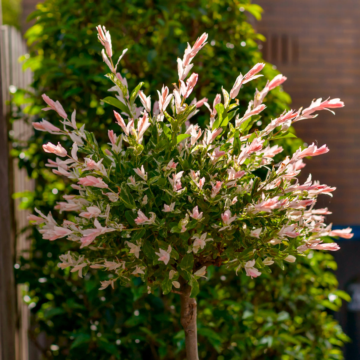 Salix, Dappled Willow Tree 'Hakuro Nishiki' - 3 Gallon Pot