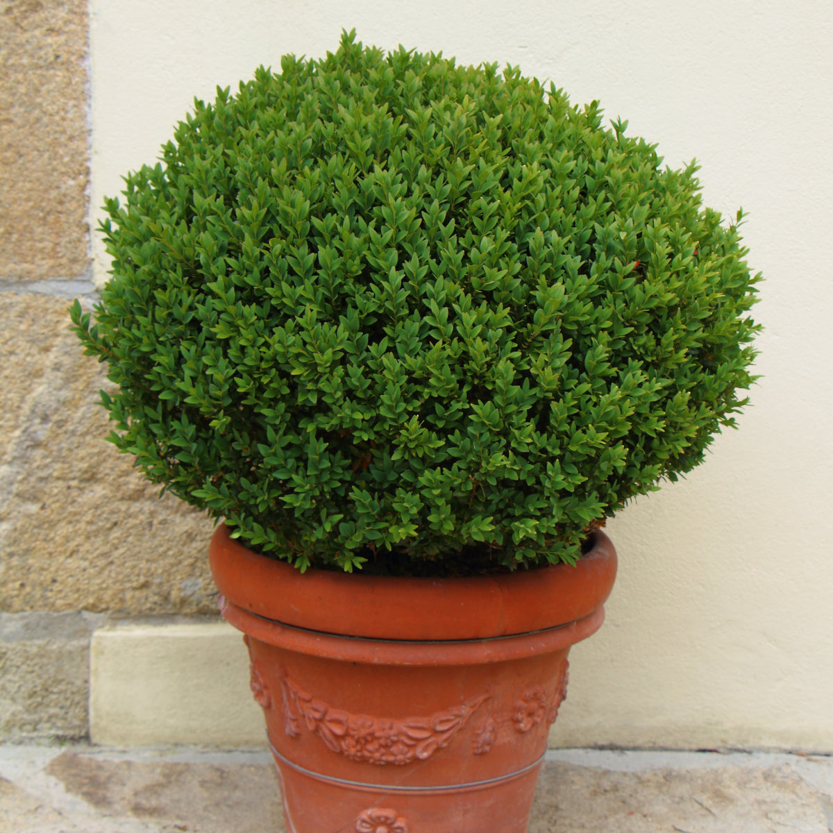 Boxwood Wintergreen - 3 Gallon Pot