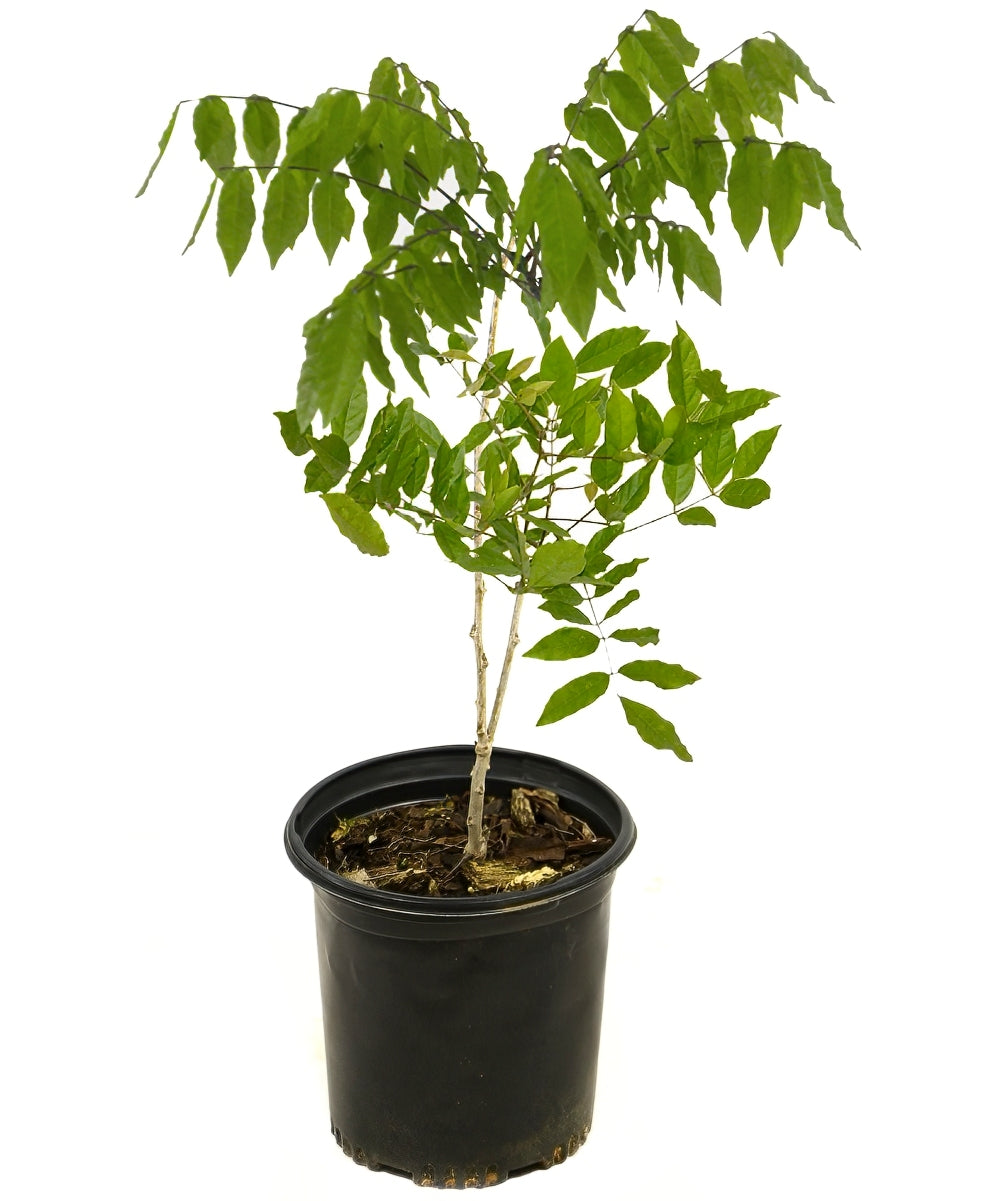 Amethyst Falls Wisteria - 1 Gallon Pot