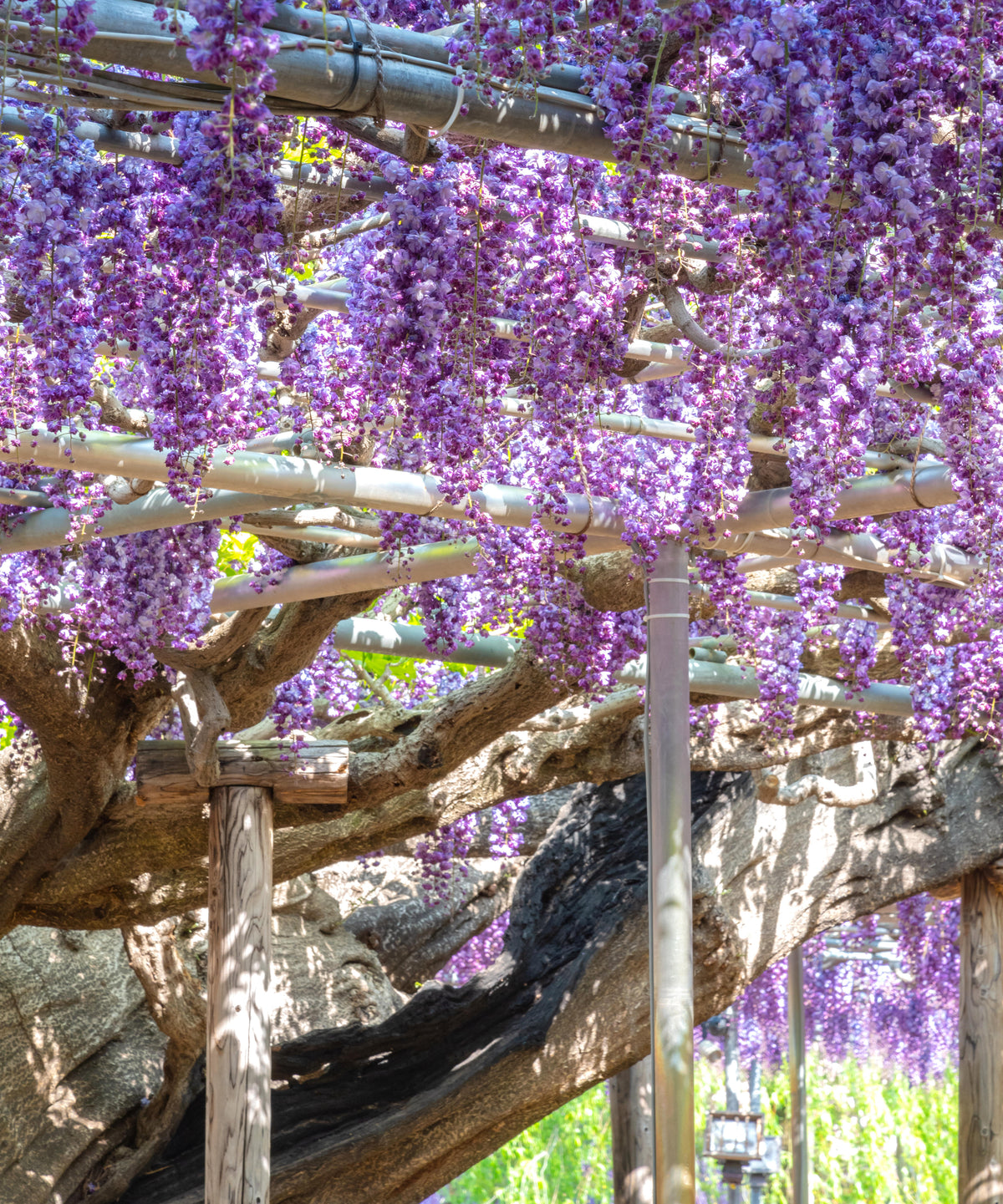 Black Dragon Wisteria  - 1 Gallon Pot