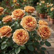 Brass Ring Rose - 4" Pot
